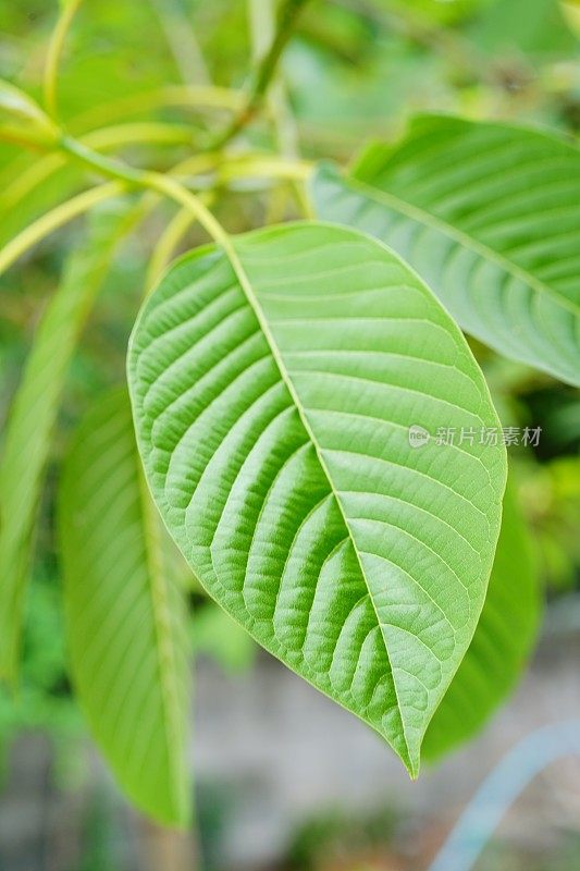 Mitragyna speciosa leaf （kratom）